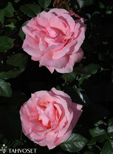 Rosa Grandiflora-Ryhm 'Queen Elizabeth'